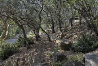 И на камнях растут деревья в Никитском ботаническом саду
