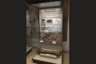 Кости мамонта в музее Анохина в Горно-Алтайске