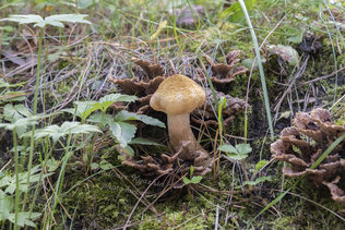 Осенние грибы в Заельцовском парке Новосибирска