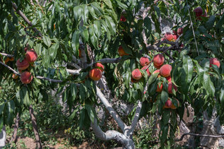В персиковой роще в Крыму