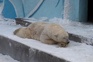 Спящий медведь в новосибирском зоопарке