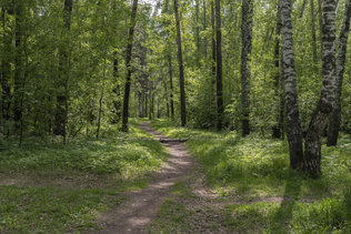 Прогулка в весеннем лесу