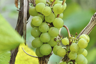 Сибирский виноград