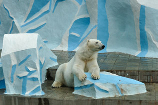 Белый медведь в новосибирском зоопарке