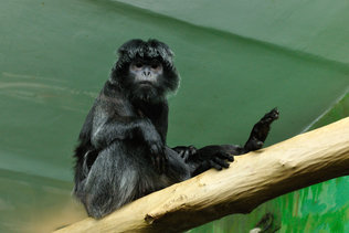 Приматы в Новосибирском зоопарке