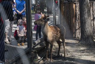 Пятнистые олени в новосибирском зоопарке