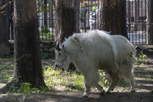 Снежная коза в новосибирском зоопарке