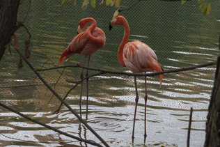 Красные фламинго в новосибирском зоопарке