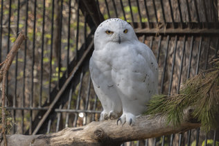 Белая сова в новосибирском зоопарке