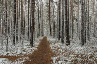 Начало зимы в лесу