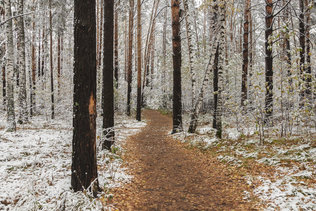 Холодный осенний лес