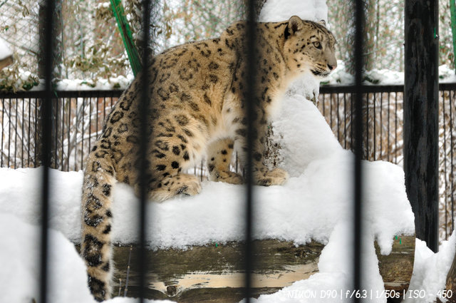 Леопард в Новосибирском зоопарке