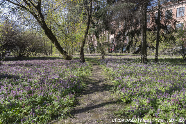 Весна в Ботаническом саду Петра Великого в Санкт-Петербурге