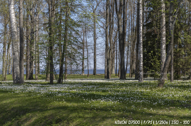 Весенние цветы в Нижнем парке Петергофа