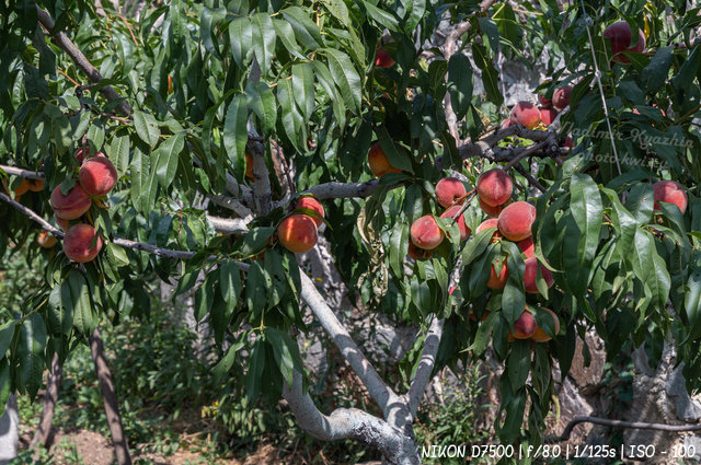 В персиковой роще в Крыму