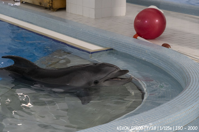 Дельфин Сева в Новосибирском дельфинарии