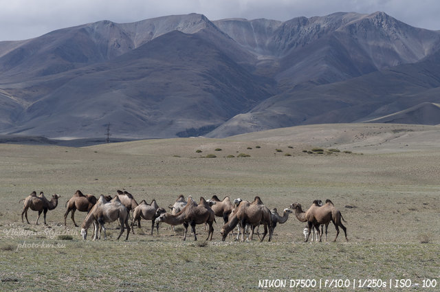 Верблюды в Алтайских горах