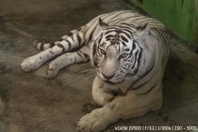 Бенгальский белый тигр