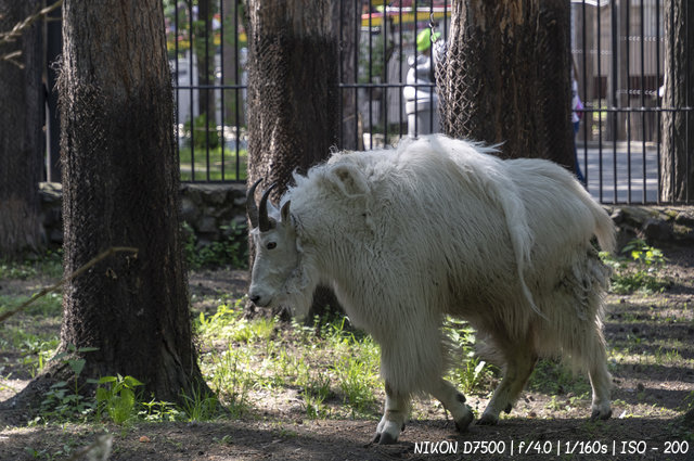 Снежная коза в новосибирском зоопарке