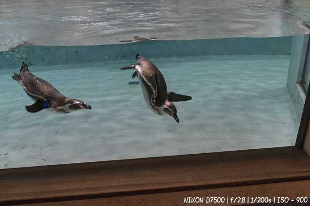Любопытные пингвины в новосибирском зоопарке
