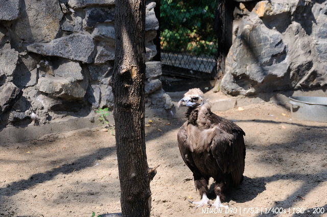 Хищные птицы новосибирского зоопарка