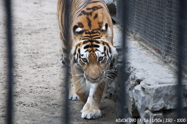 Тигры в Новосибирском зоопарке